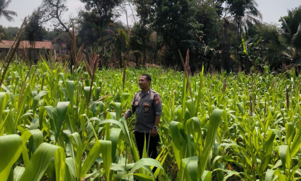 Bhabinkamtibmas Plered Cek Lahan Jagung Hibrida, Pastikan Tanaman Tetap Produktif di Musim Kemarau