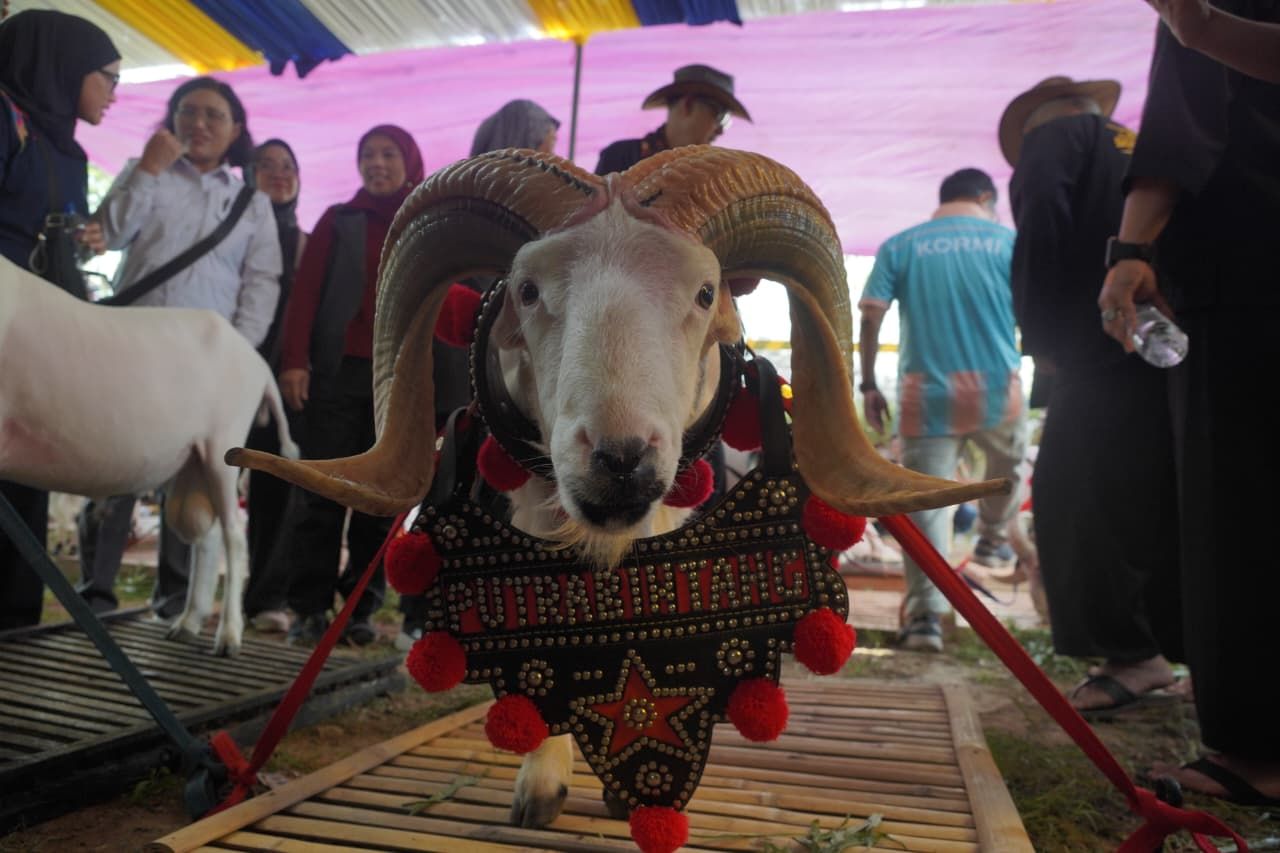 Bupati Garut Dorong Pengembangan Domba Garut untuk Perkuat Ekonomi Masyarakat