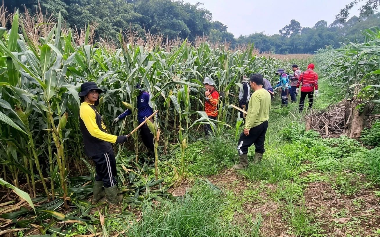 Dukung Ketahanan Pangan Nasional, Perawatan Tanaman Jagung Terus Dioptimalkan
