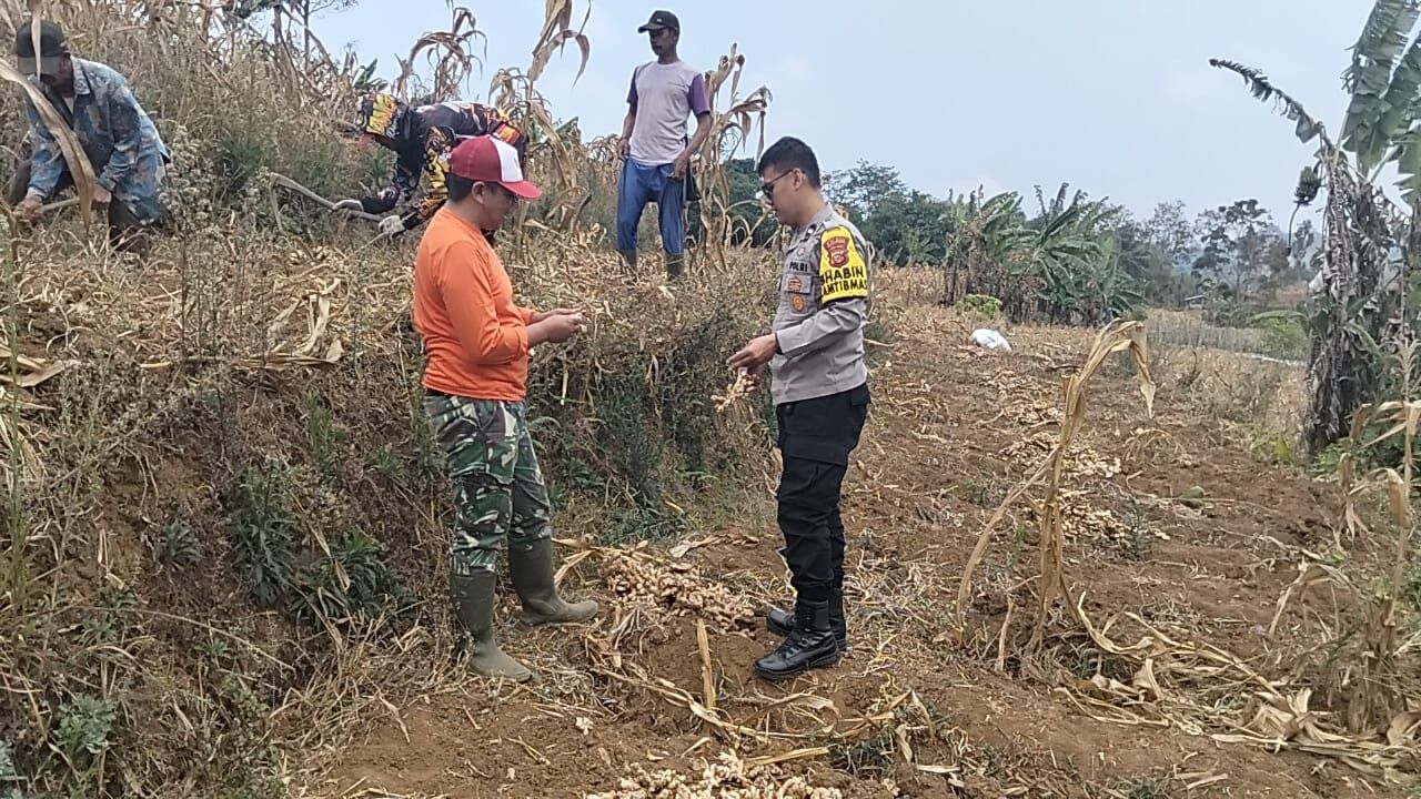 P2KT Polsek Cikijing Aipda Harry Sambangi Kelompok Tani yang Sedang Memanen Jahe di Desa Kancana