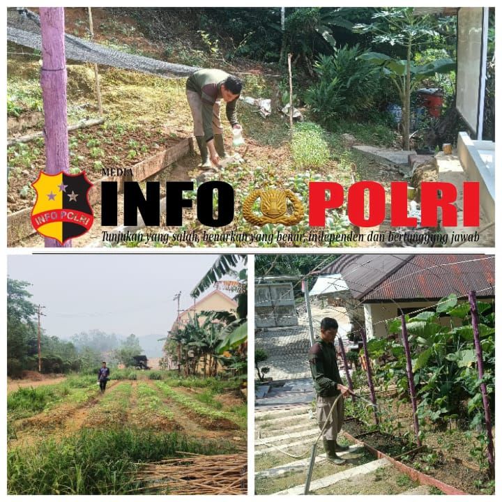 Perawatan Tanaman P2L Satbrimob Polda Kalbar, Langkah Nyata Dukung Ketahanan Pangan