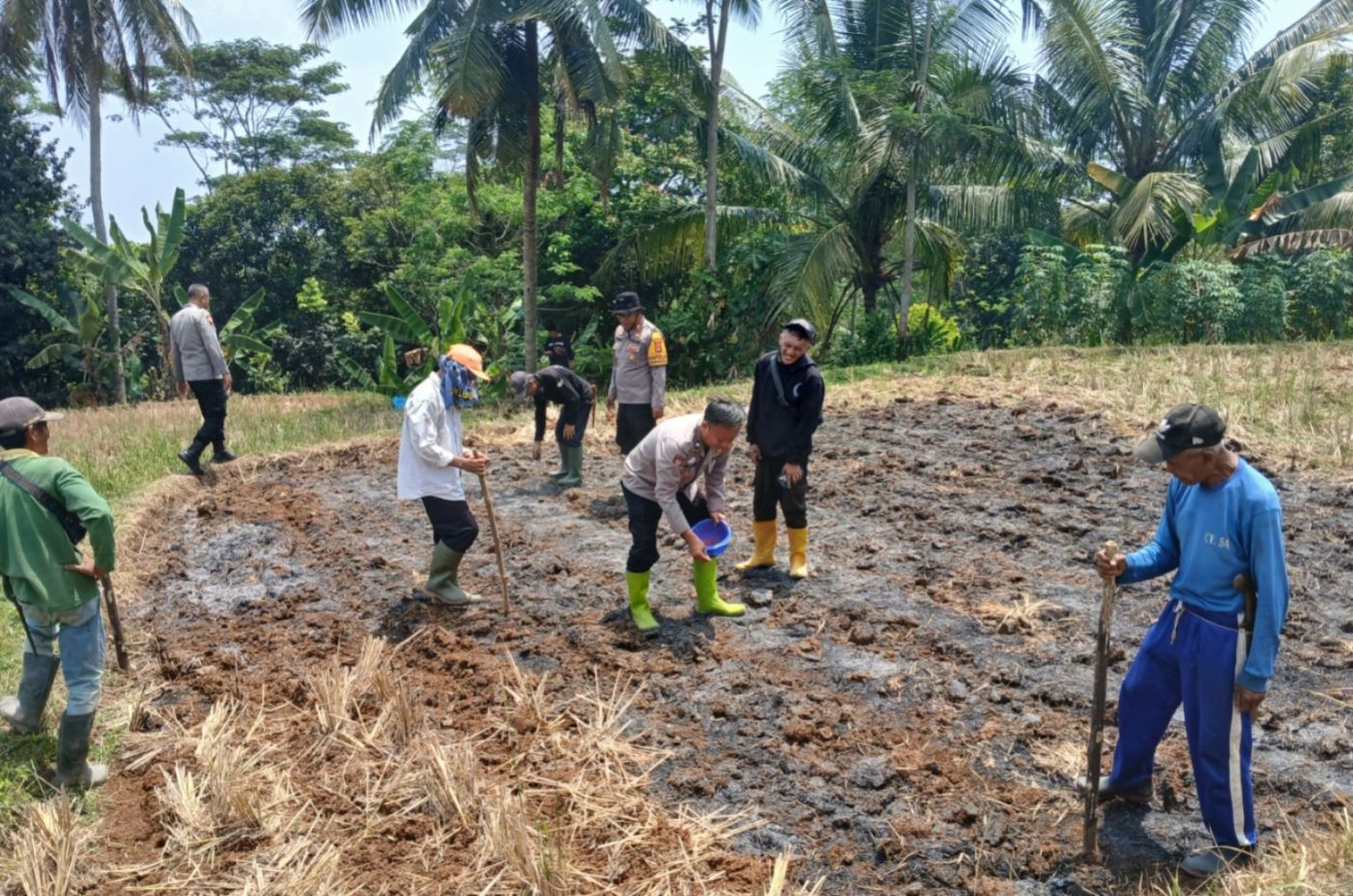 Polsek Darangdan Dukung Ketahanan Pangan, Tanam Jagung Hibrida Bersama Masyarakat