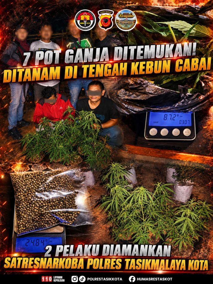 *SATRESNARKOBA POLRES TASIKMALAYA KOTA UNGKAP KASUS PENANAMAN 7 POT GANJA, AMANKAN 2 PELAKU DI RAJAPOLAH*